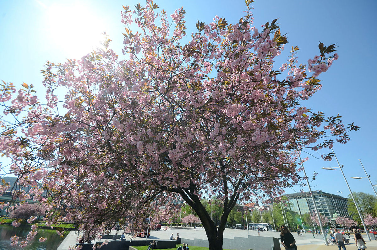 Kiresbærtre i blomstring, Smålungeren og Festplassen. Fotograf: Ann-Kristin Loodtz. Foto.